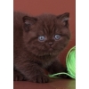 Британские котята:  голубые,  лиловые,  шоколадные!
