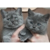 Голубые и колорпоинтовые котята