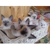 Продаются Тайские котята