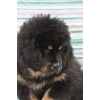 Тибетский мастифф-самая лучшая собака для охраны  Вашего дома