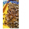 Пчелиные матки.  Бджоломатки.