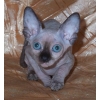 Канадский сфинкс,  голубоглазые котята (доставка)