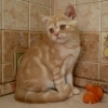 красный мраморный британский котёнок - котик