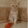красный мраморный британский котёнок - котик