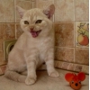 кремовый мраморный британский котёнок-котик
