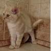 кремовый мраморный британский котёнок-котик