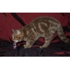 Скоттиш-страйт,   шоколадная мраморная кошка
