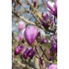 Магнолия лилиецветная Лилиефлора Нигра ( Magnolia liliiflora “Nigra”)