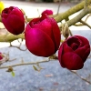 Magnolia Black Tulip,   Магнолия Блэк Тюлип морозостойкая гибрид